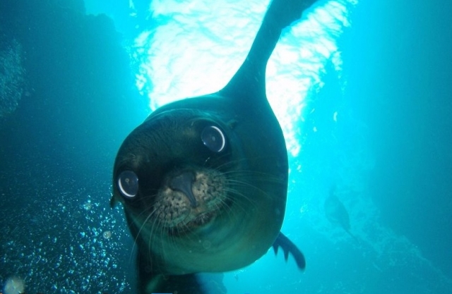  海狮 